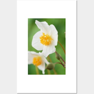 Eomecon chionantha  Snow poppy  Chinese Bloodroot Posters and Art